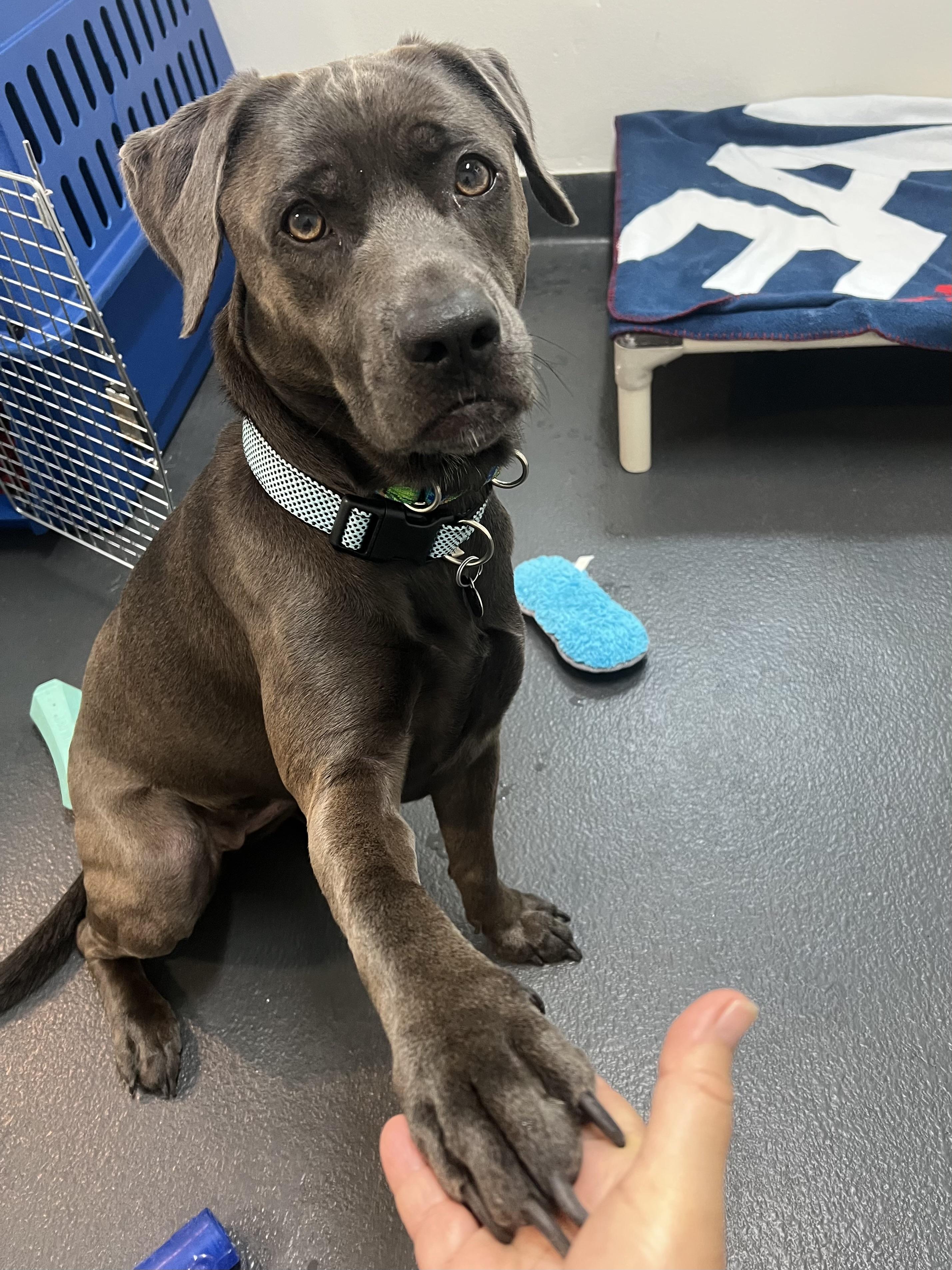 Enlarge Nova, a Adopted mixed breed in Ithaca, NY image 3/4