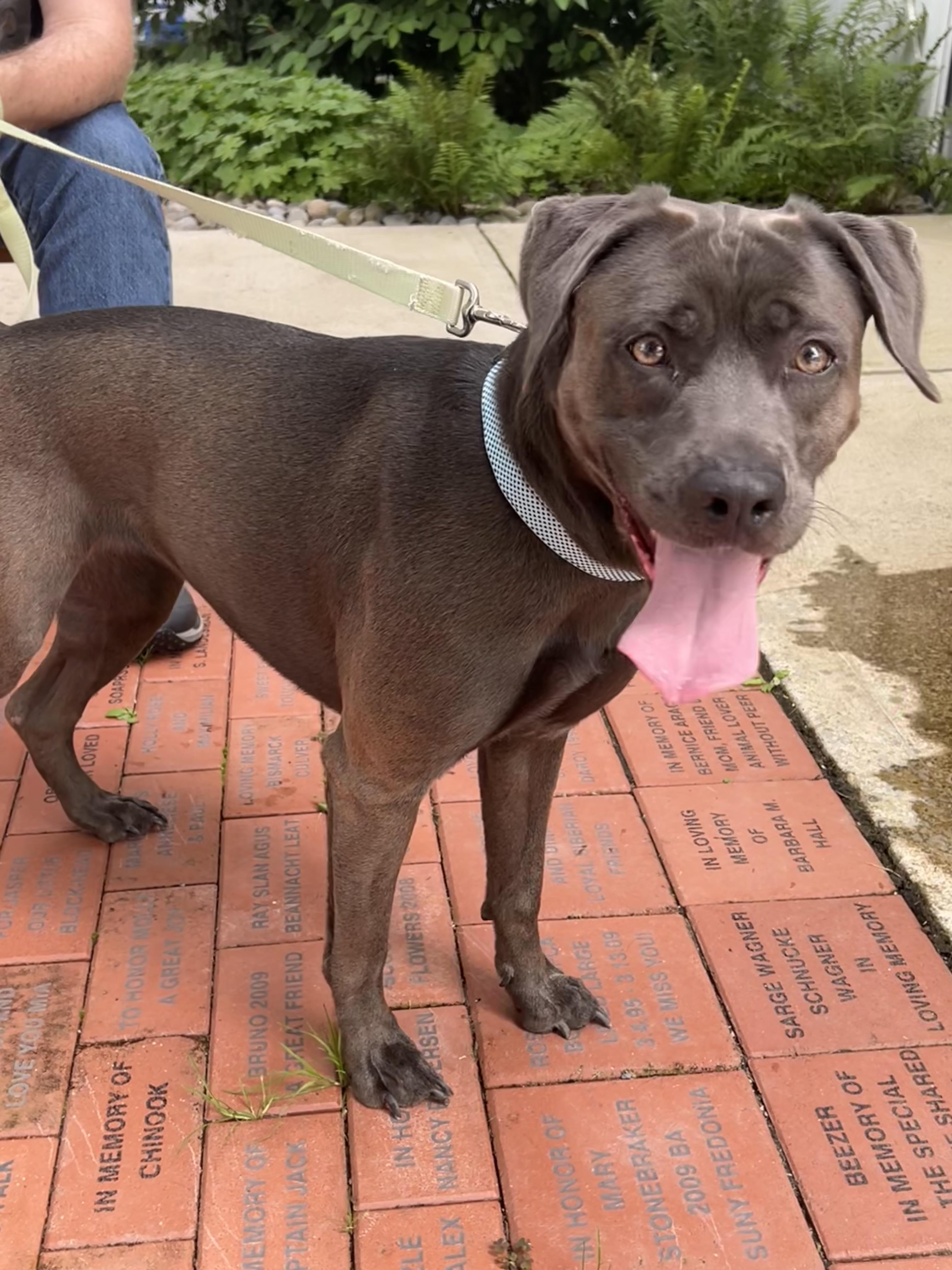 Enlarge Nova, a Adopted mixed breed in Ithaca, NY image 2/4