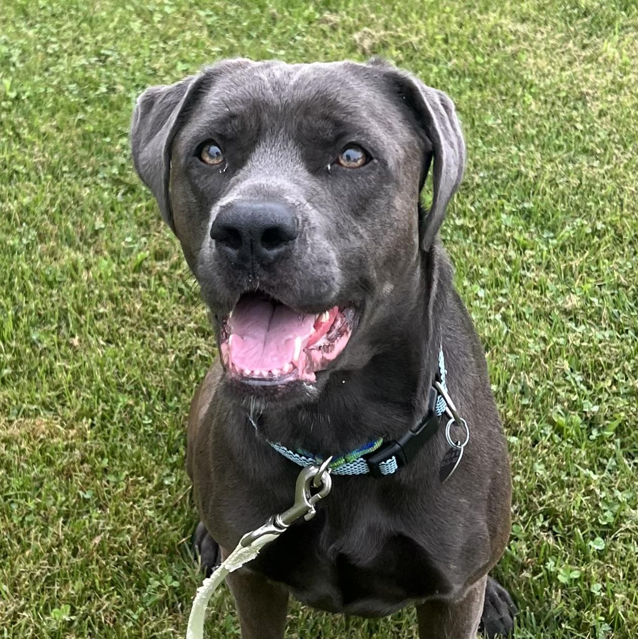 Nova, Adopted, Adult Female Labrador Retriever.