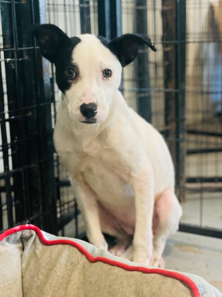 Enlarge Ayesha, a Adoptable Mixed Breed in St. Augustine, FL image 1/2