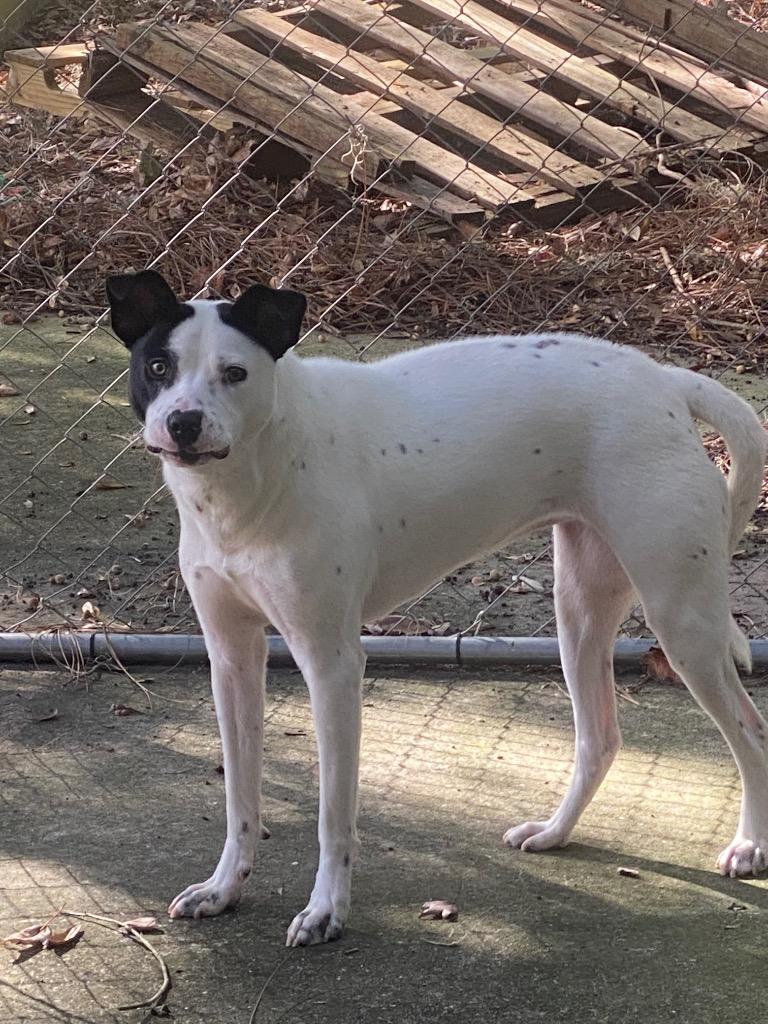 Enlarge Ayesha, a Adoptable Mixed Breed in St. Augustine, FL image 2/2
