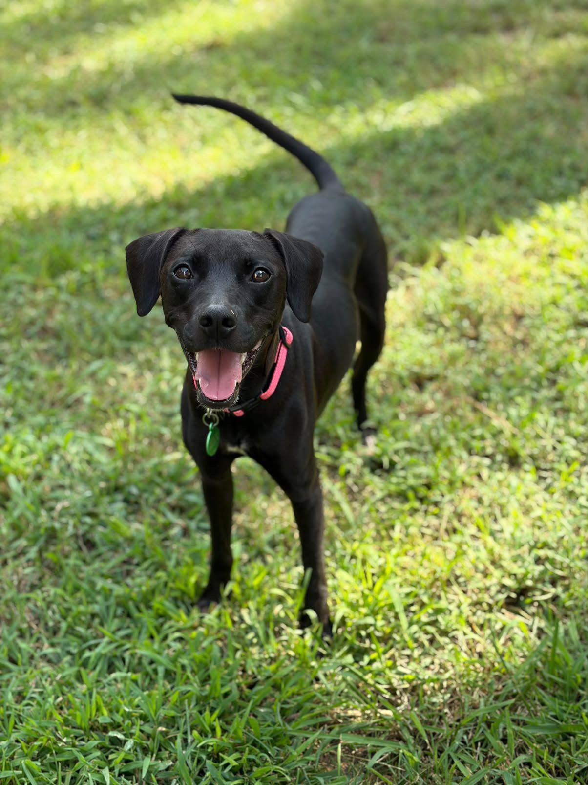 Enlarge Clara, a Adoptable mixed breed in Rock Hill, SC image 6/6