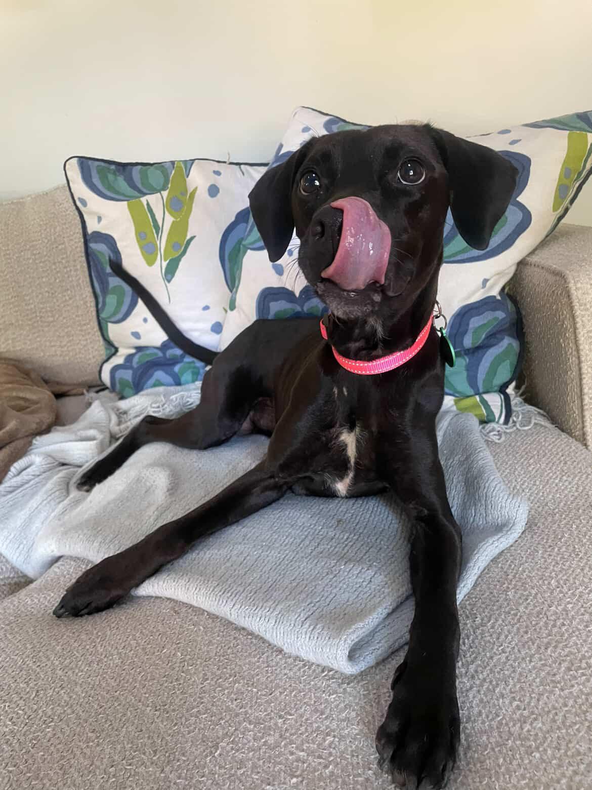 Enlarge Clara, a Adoptable mixed breed in Rock Hill, SC image 3/6
