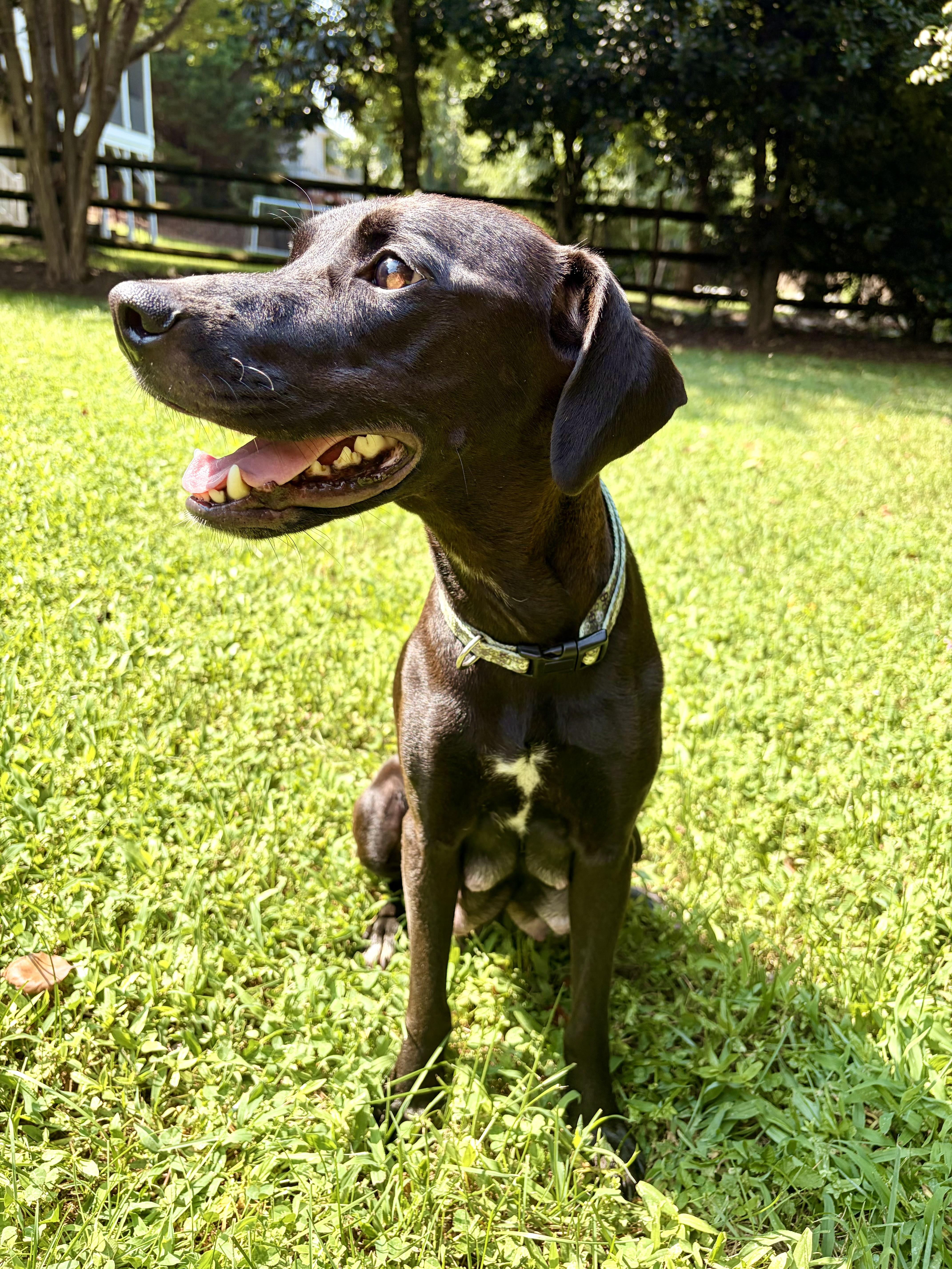 Enlarge Clara, a Adoptable mixed breed in Rock Hill, SC image 4/6