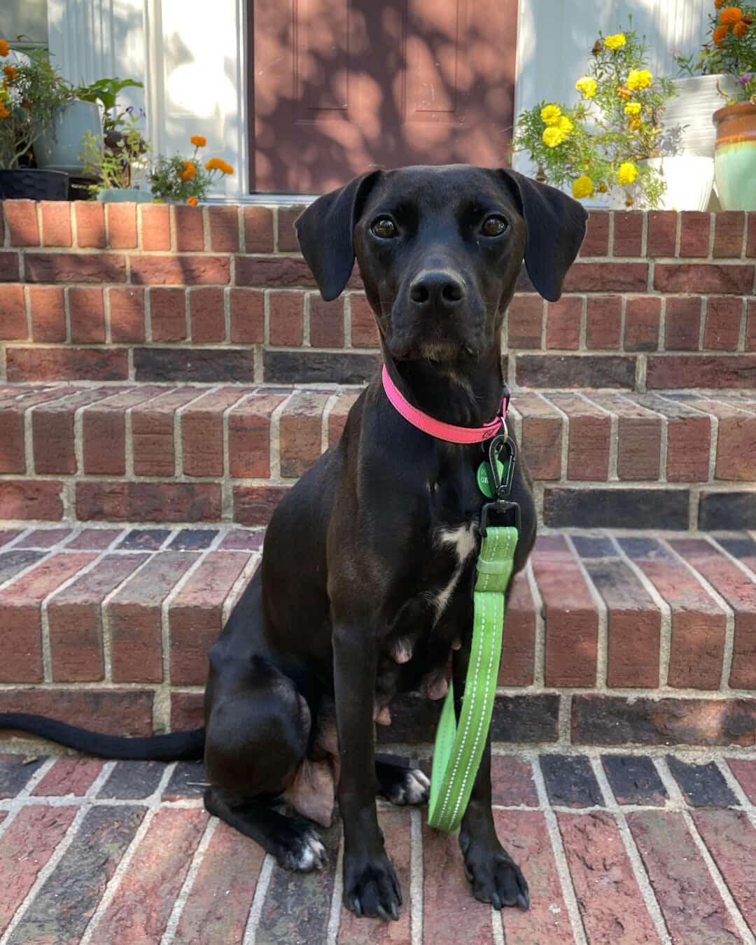 Enlarge Clara, a Adoptable mixed breed in Rock Hill, SC image 5/6
