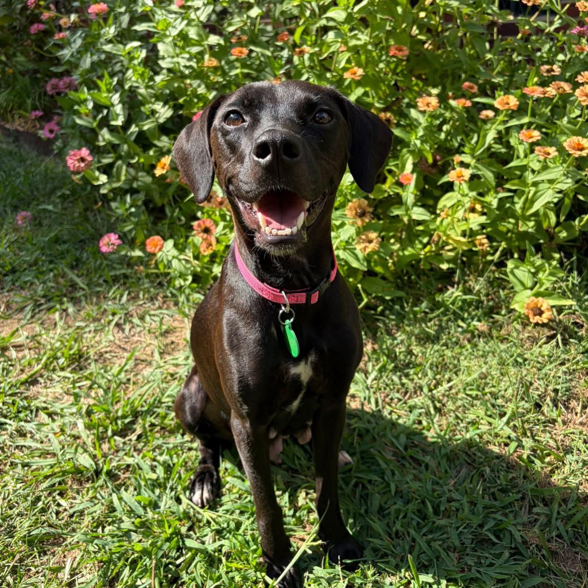 Enlarge Clara, a Adoptable mixed breed in Rock Hill, SC image 2/6