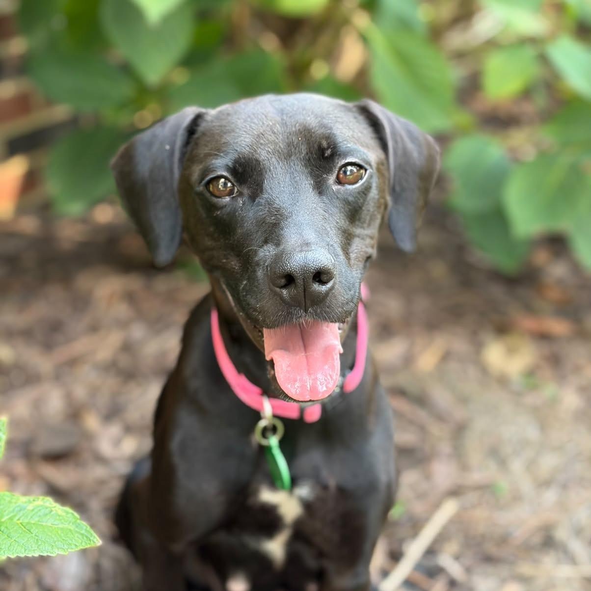 Clara, Adoptable, Young Female Labrador Retriever & Hound.