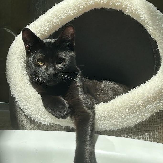 Enlarge Jasper Friel, a ADOPTABLE Domestic Short Hair in Denver, CO image 1/6