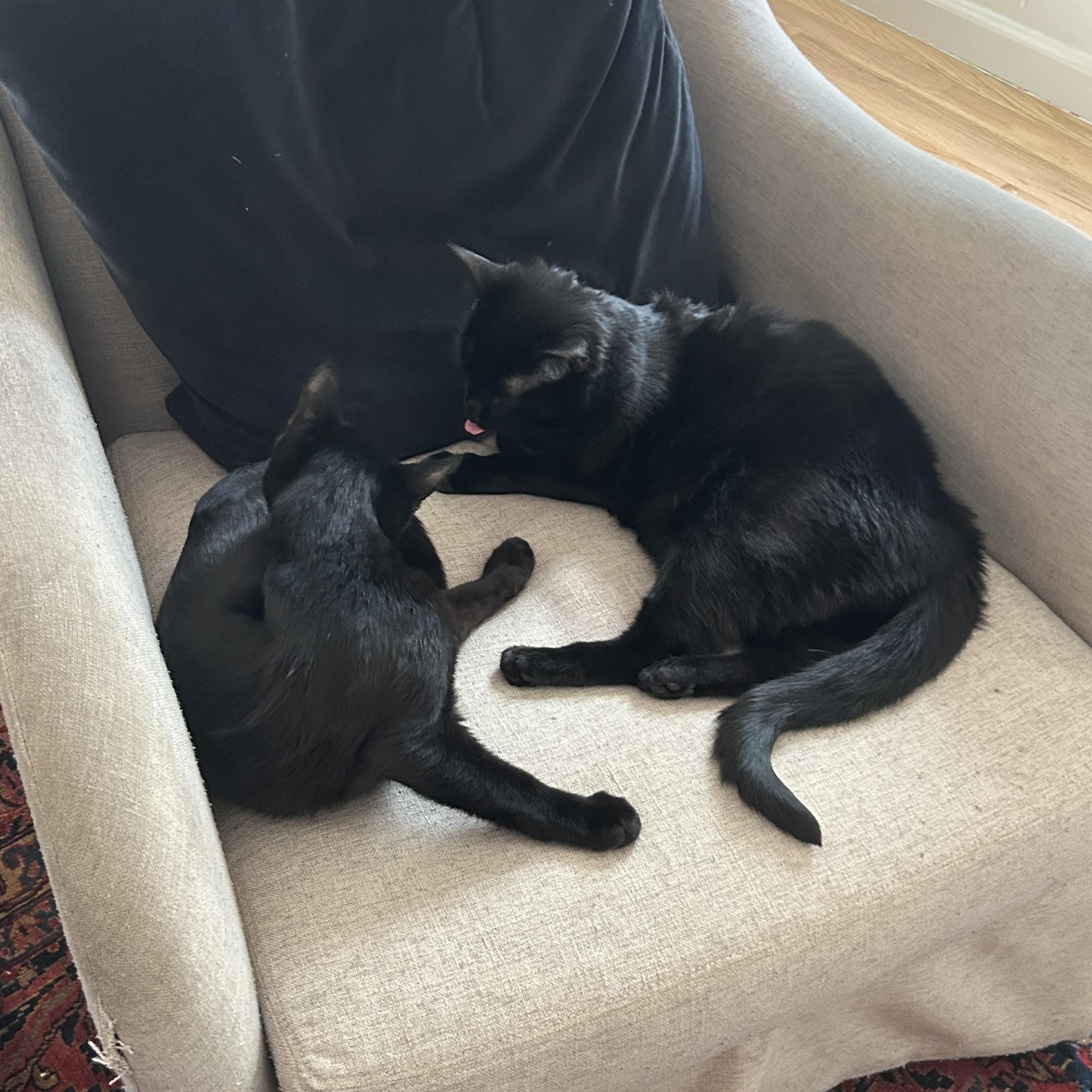 Enlarge Jasper Friel, a ADOPTABLE Domestic Short Hair in Denver, CO image 5/6