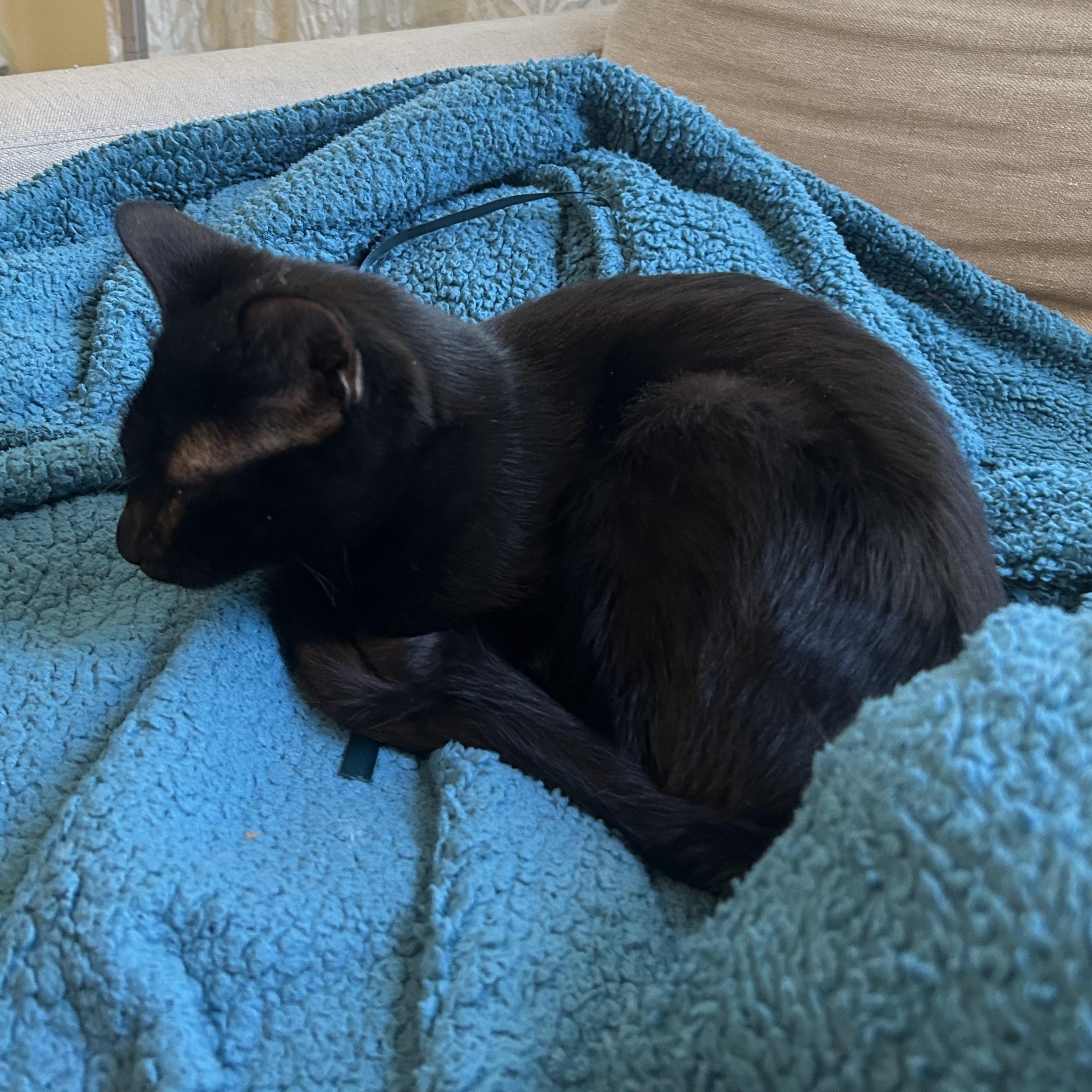 Enlarge Jasper Friel, a ADOPTABLE Domestic Short Hair in Denver, CO image 3/6