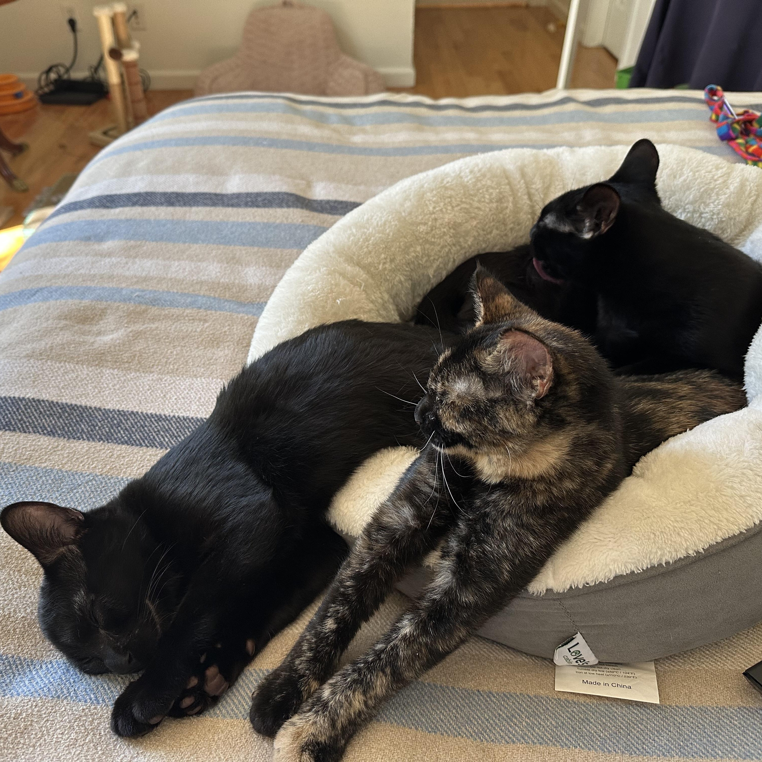 Enlarge Jasper Friel, a ADOPTABLE Domestic Short Hair in Denver, CO image 4/6