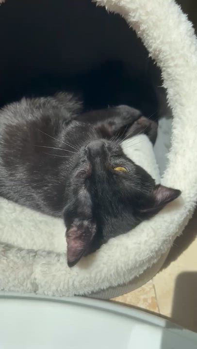 Enlarge Jasper Friel, a ADOPTABLE Domestic Short Hair in Denver, CO video 6/6