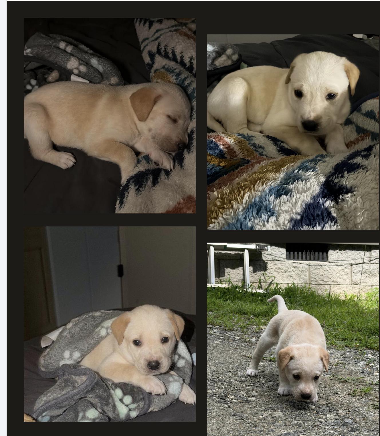 Enlarge POSY, an adopted Labrador Retriever in East Flat Rock, NC image 6/6