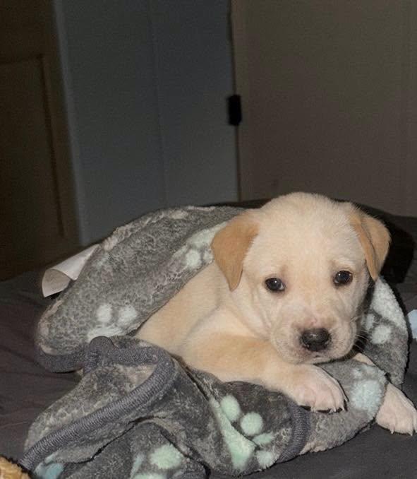 Enlarge POSY, an adopted Labrador Retriever in East Flat Rock, NC image 3/6