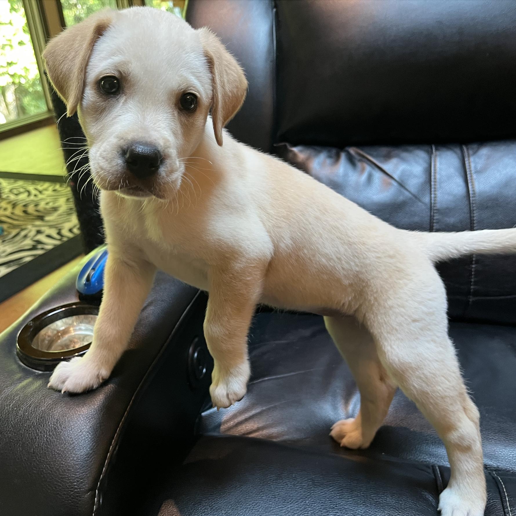 POSY, adopted, Puppy Female Labrador Retriever.