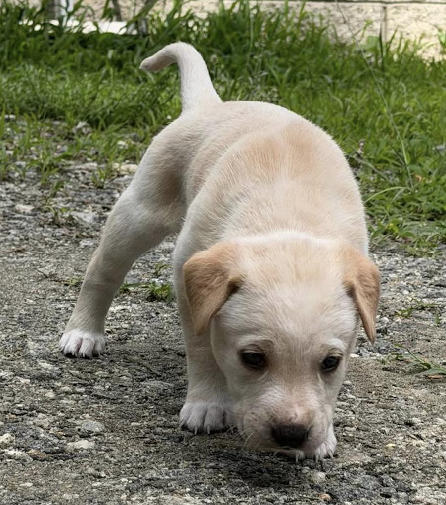 Enlarge POSY, an adopted Labrador Retriever in East Flat Rock, NC image 2/6