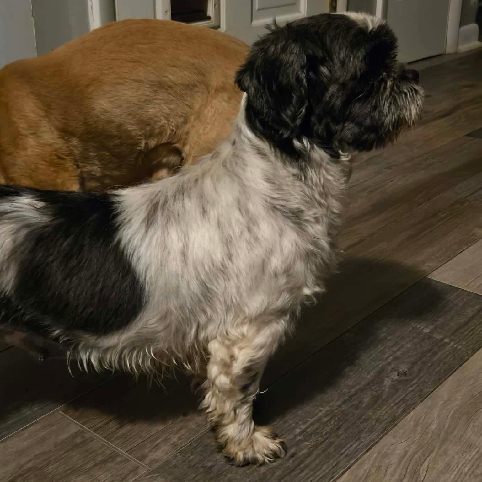 Enlarge Shenanigans, a ADOPTABLE Shih Tzu in Rochester, NY image 6/6