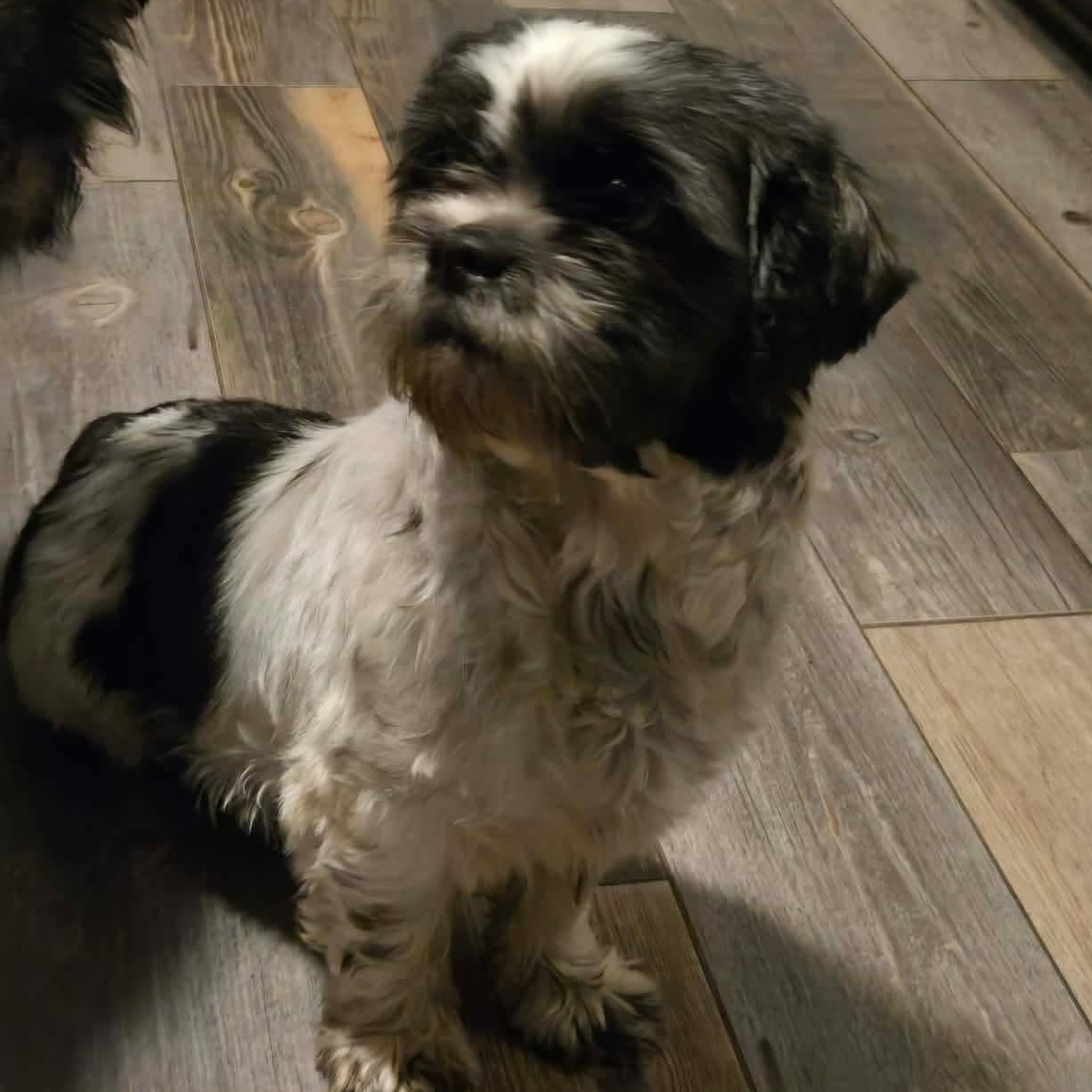 Enlarge Shenanigans, a ADOPTABLE Shih Tzu in Rochester, NY image 5/6