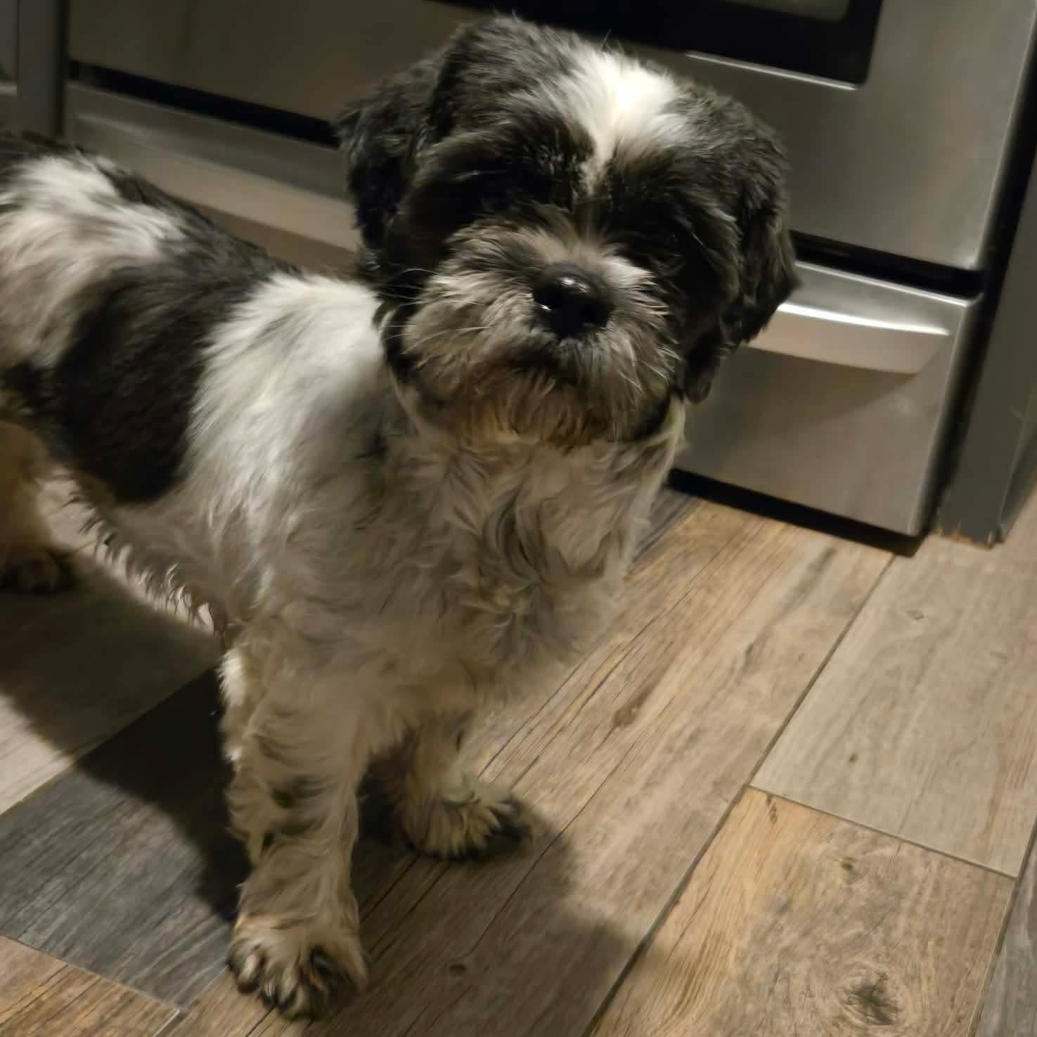 Enlarge Shenanigans, a ADOPTABLE Shih Tzu in Rochester, NY image 2/6