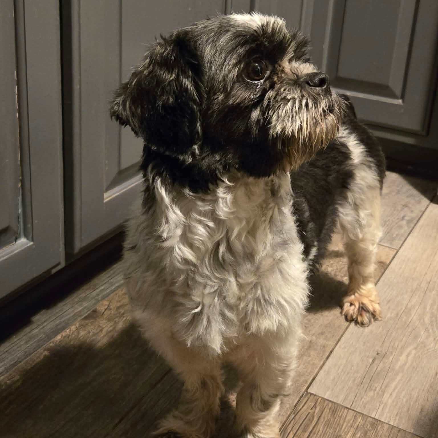 Enlarge Shenanigans, a ADOPTABLE Shih Tzu in Rochester, NY image 3/6