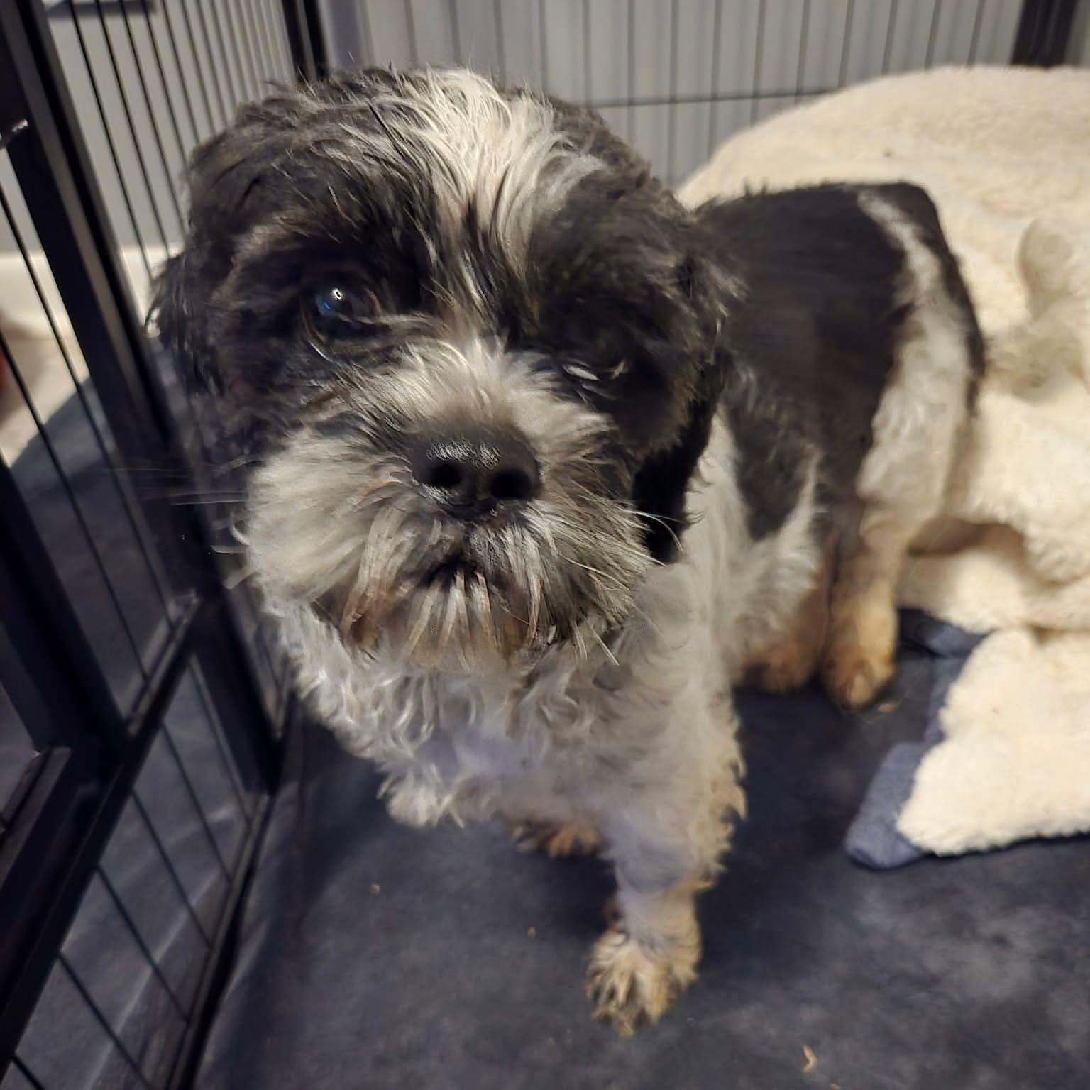 Shenanigans, ADOPTABLE, Adult Female Shih Tzu.