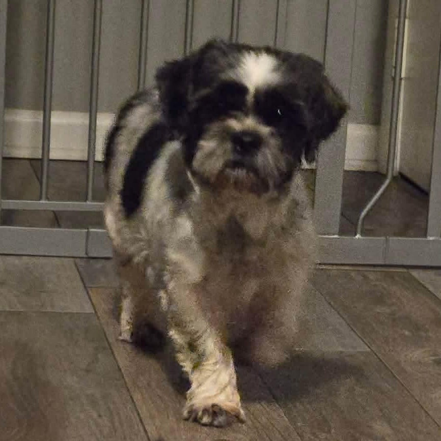 Enlarge Shenanigans, a ADOPTABLE Shih Tzu in Rochester, NY image 4/6