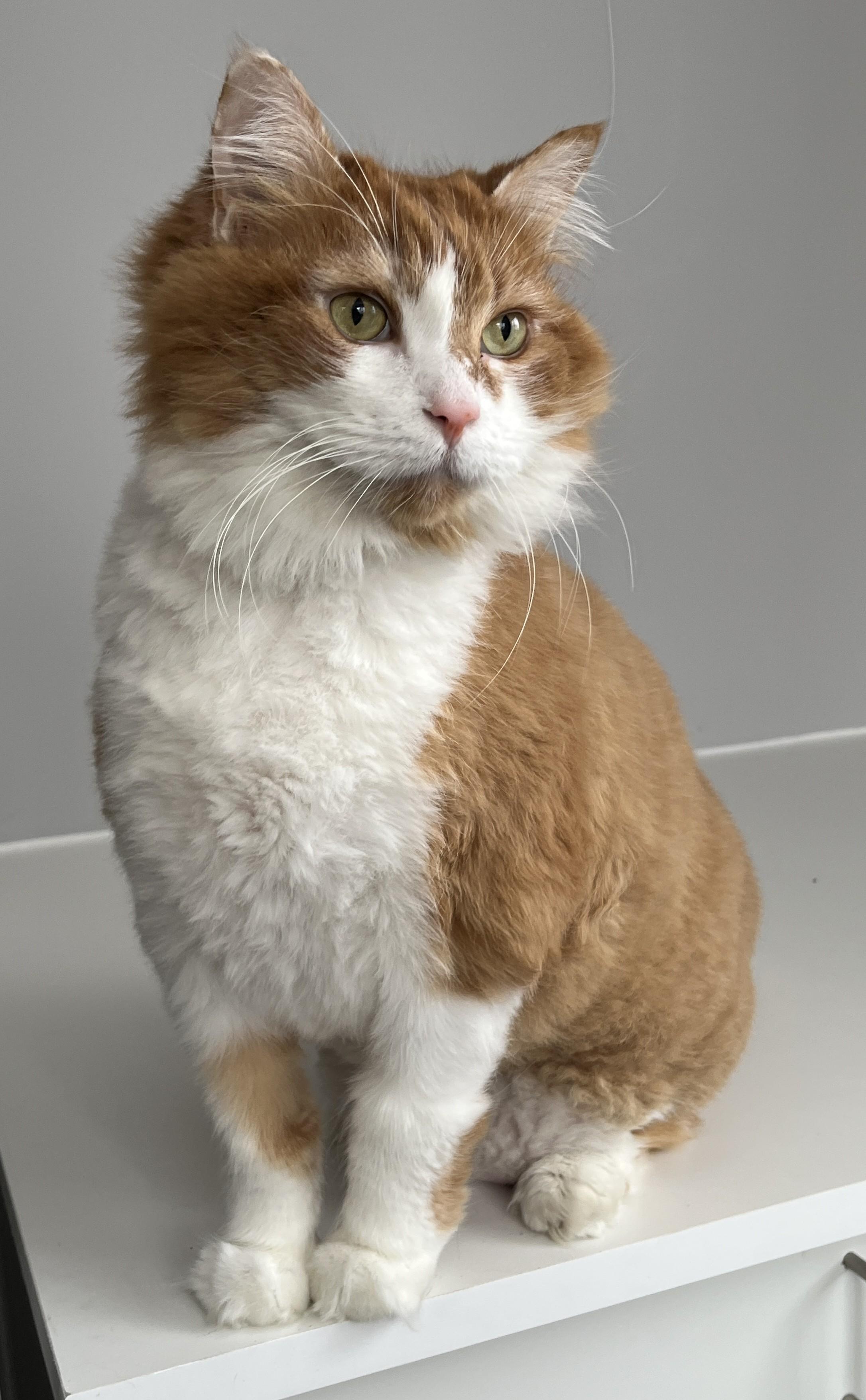 TI-POU (CR/SC), a Adoptable Domestic Long Hair in Sainte-Angele-de-Monnoir, QC image 5/6