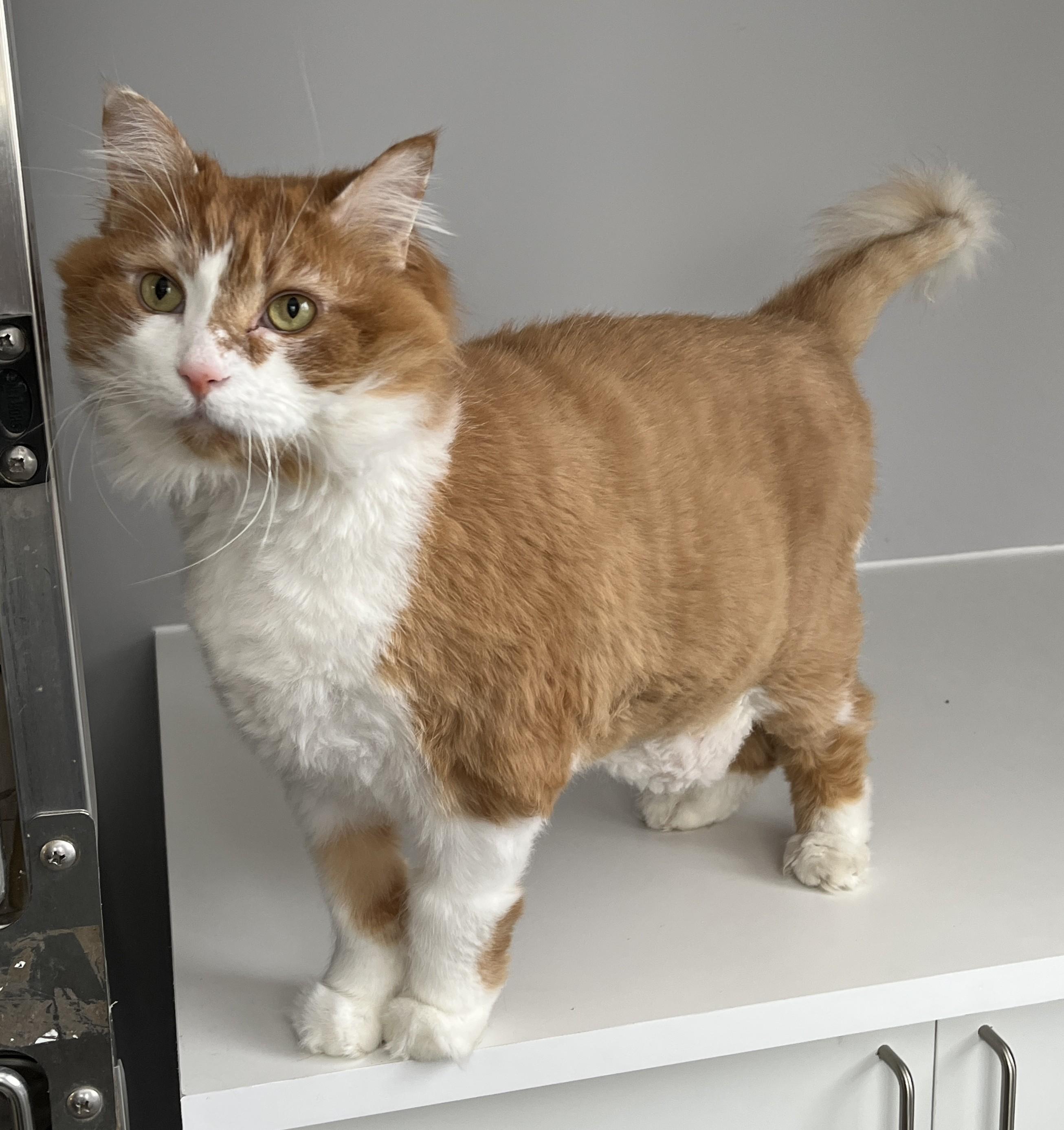 TI-POU (CR/SC), a Adoptable Domestic Long Hair in Sainte-Angele-de-Monnoir, QC image 3/6