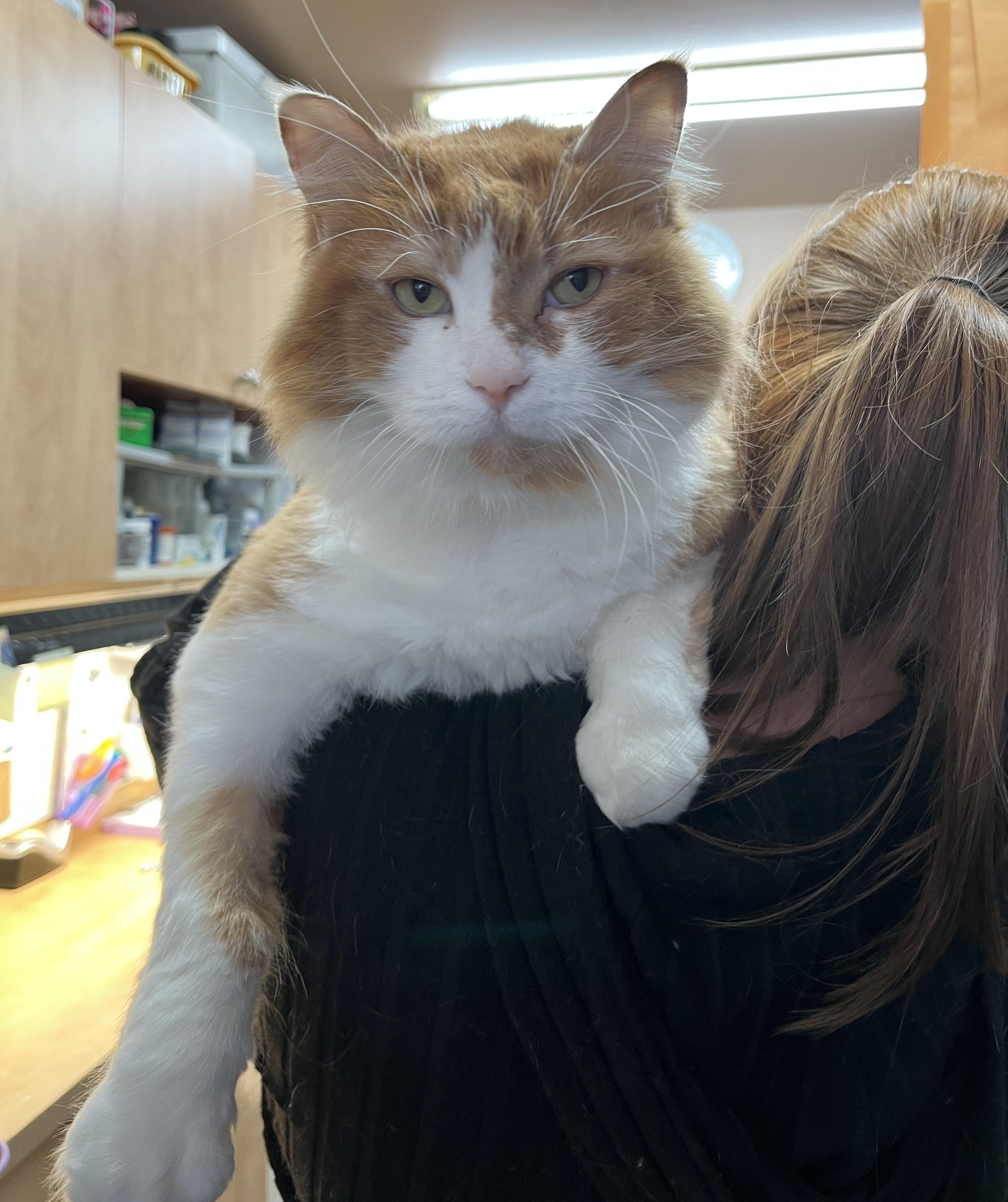 TI-POU (CR/SC), Adoptable, Senior Male Domestic Long Hair.