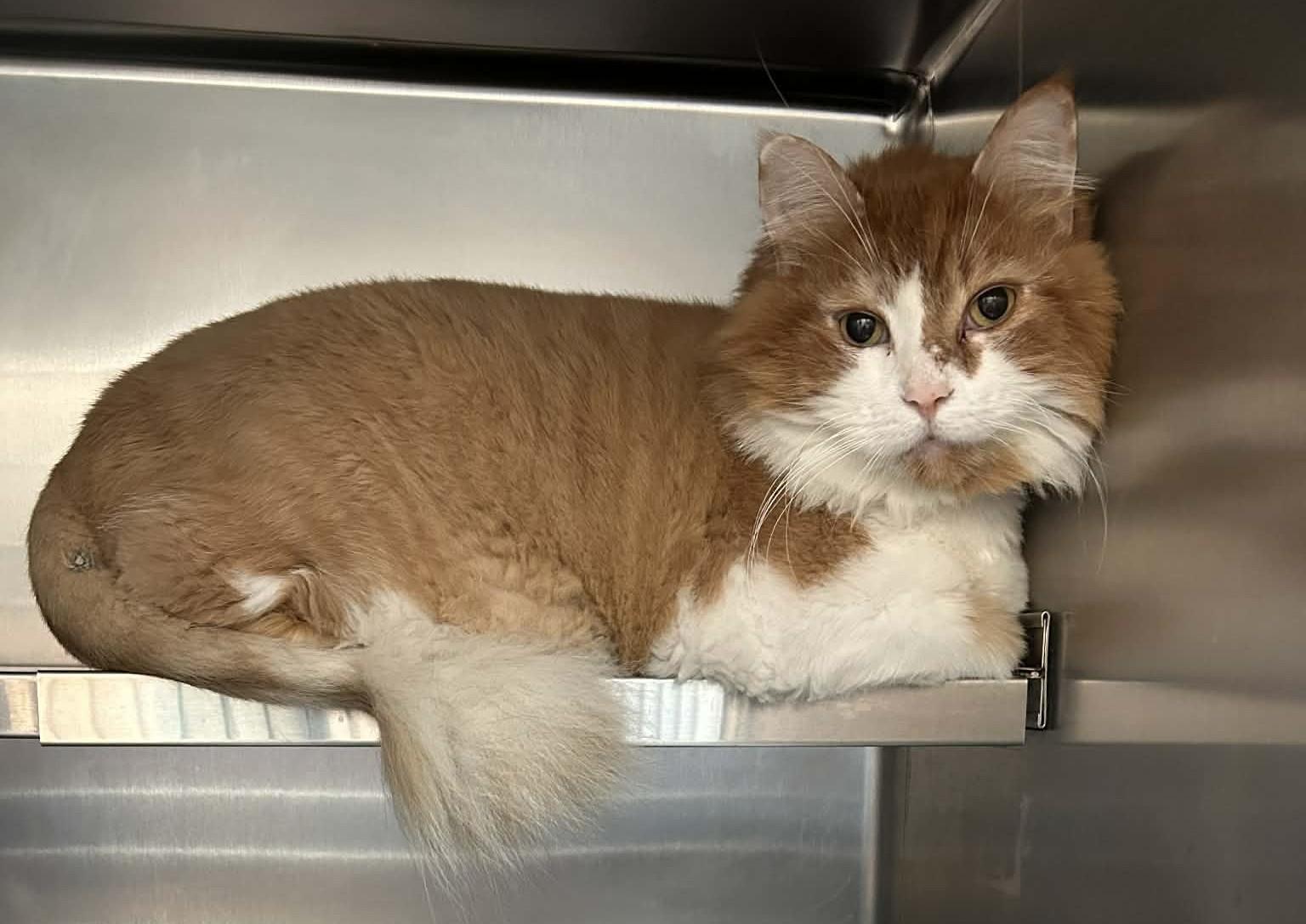 TI-POU (CR/SC), a Adoptable Domestic Long Hair in Sainte-Angele-de-Monnoir, QC image 4/6