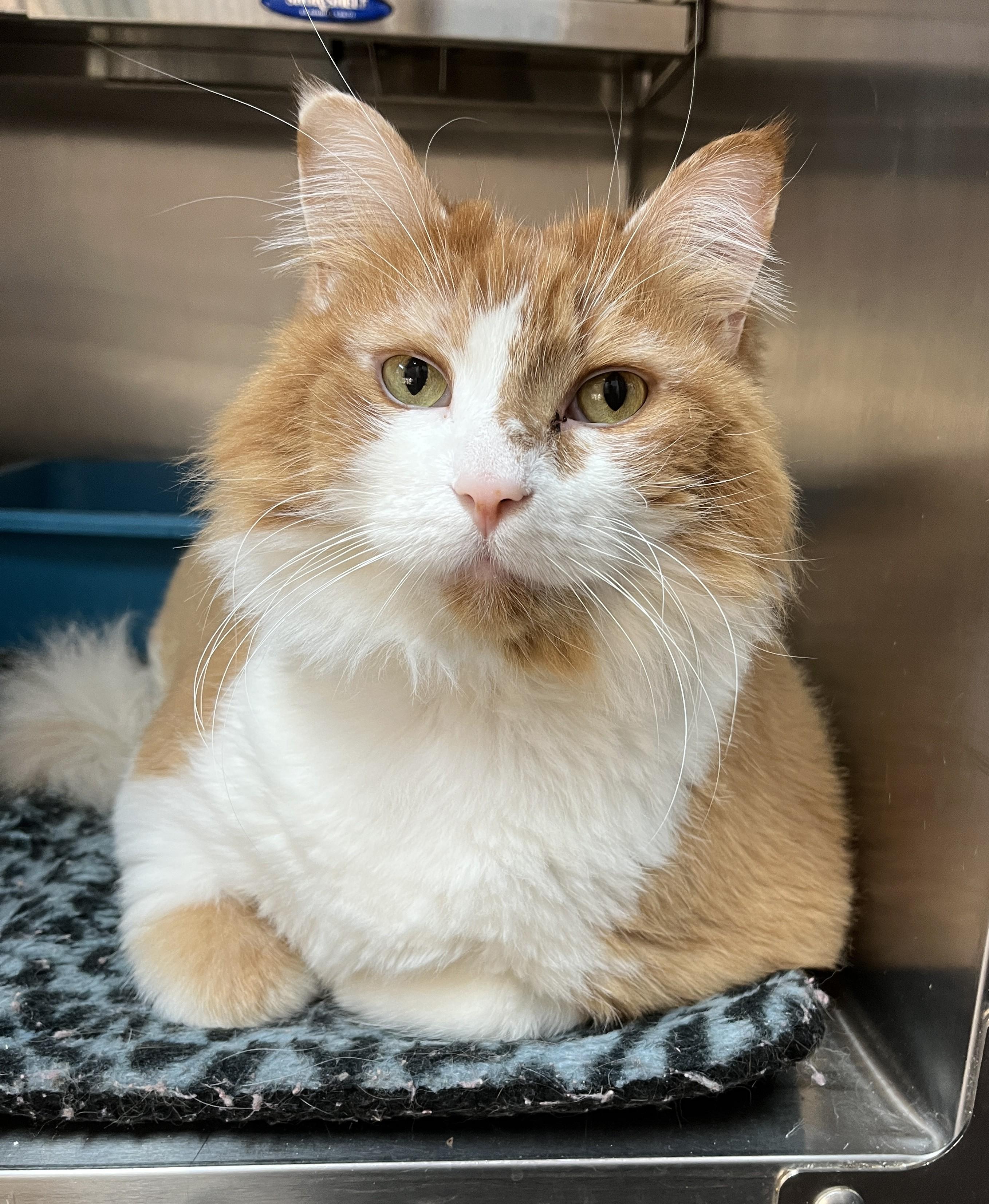 TI-POU (CR/SC), a Adoptable Domestic Long Hair in Sainte-Angele-de-Monnoir, QC image 2/6