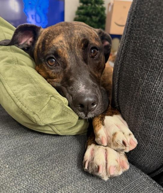 Enlarge DIVA, a Adoptable mixed breed in Chula Vista, CA image 1/1