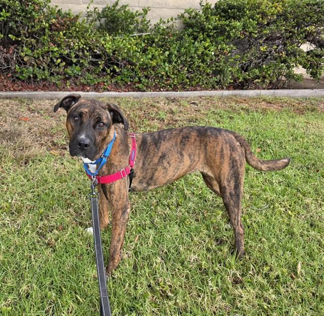 DIVA, Adoptable, Adult Female Boxer & Pit Bull Terrier.