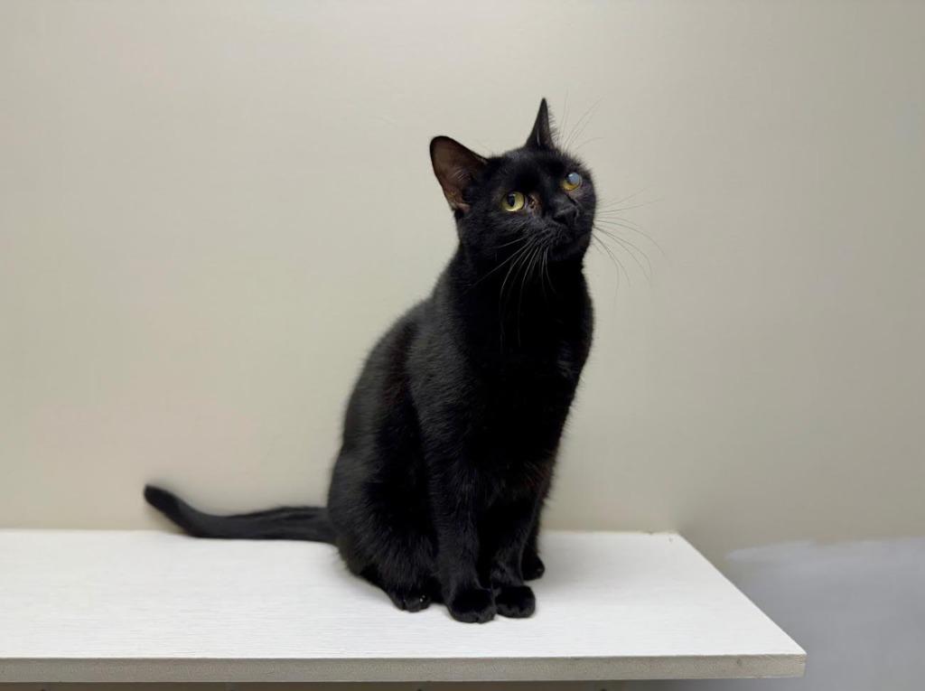 Enlarge Cayenne, a Adoptable mixed breed in Raleigh, NC image 1/1