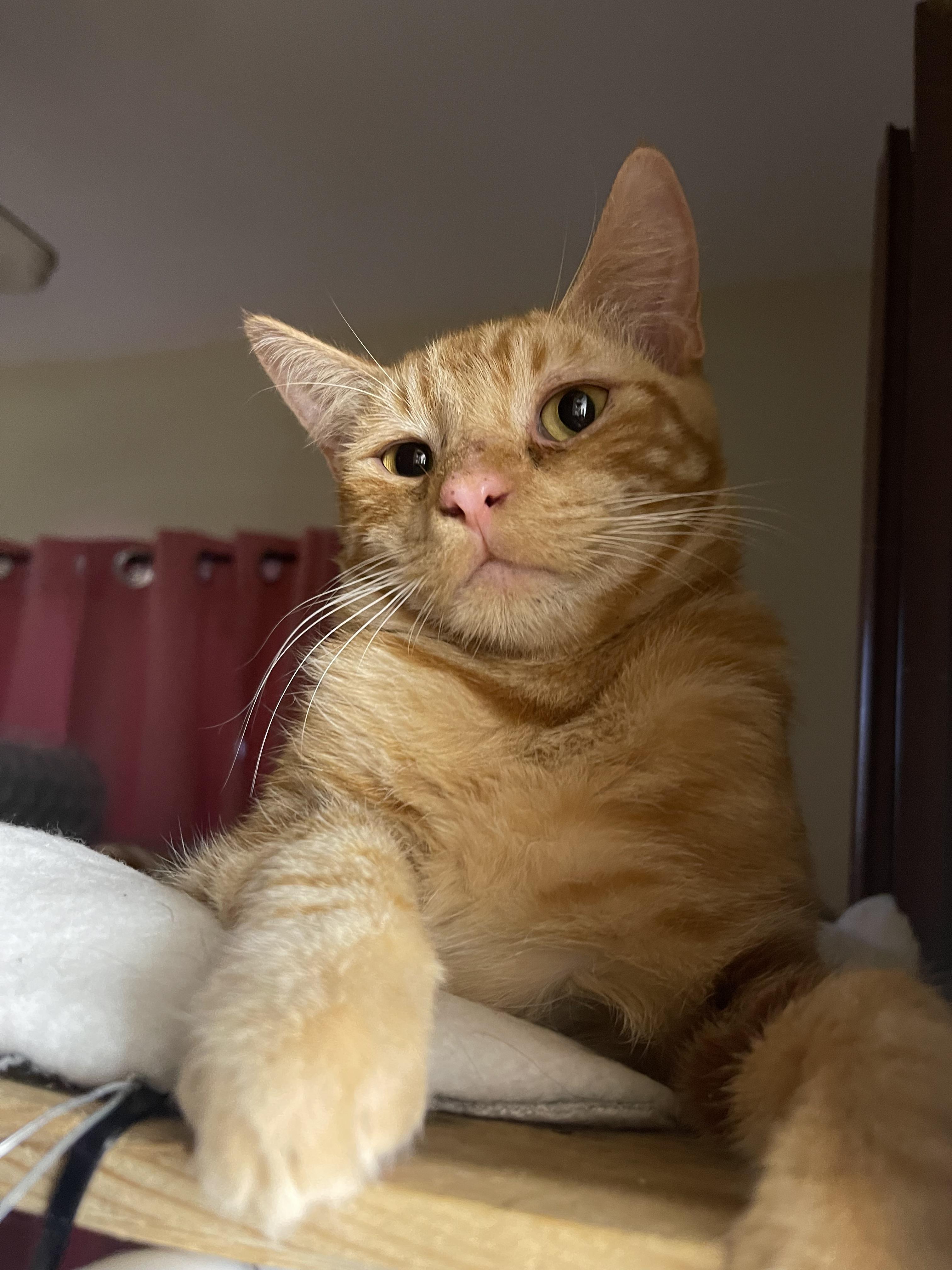 GARFIELD photo 2