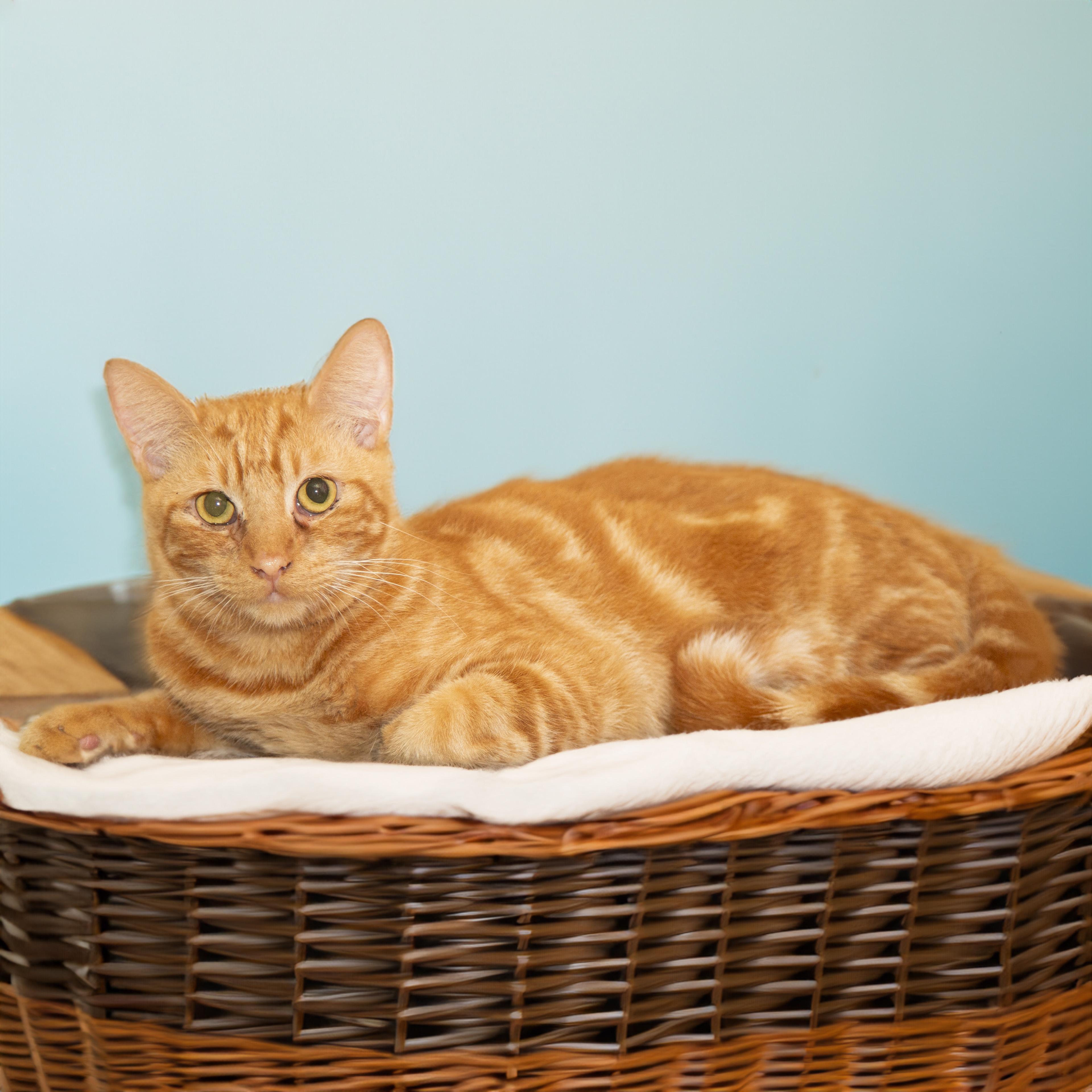 GARFIELD Domestic Short Hair Cat