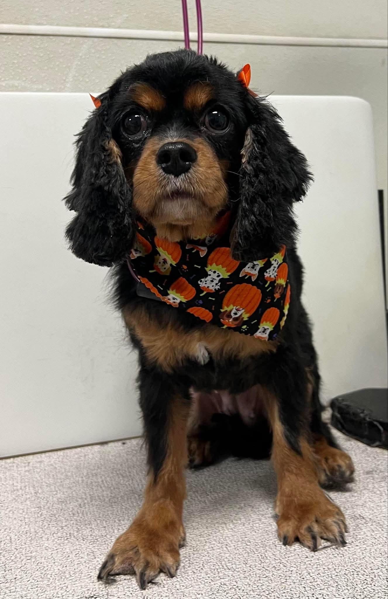 Enlarge Ivy, a Adoptable Cavalier King Charles Spaniel in Brandon, SD image 1/1