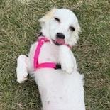 Josephine, Adoptable, Puppy Female Cavalier King Charles Spaniel & Chihuahua.