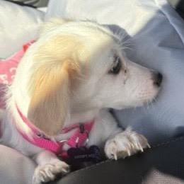 Enlarge Josephine, a Adoptable mixed breed in Crystal, MN image 2/6