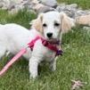 Enlarge Josephine, a Adoptable mixed breed in Crystal, MN image 3/6