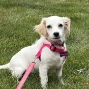 Enlarge Josephine, a Adoptable mixed breed in Crystal, MN image 4/6