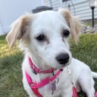 Enlarge Josephine, a Adoptable mixed breed in Crystal, MN image 5/6