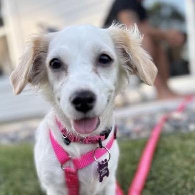 Enlarge Josephine, a Adoptable mixed breed in Crystal, MN image 6/6