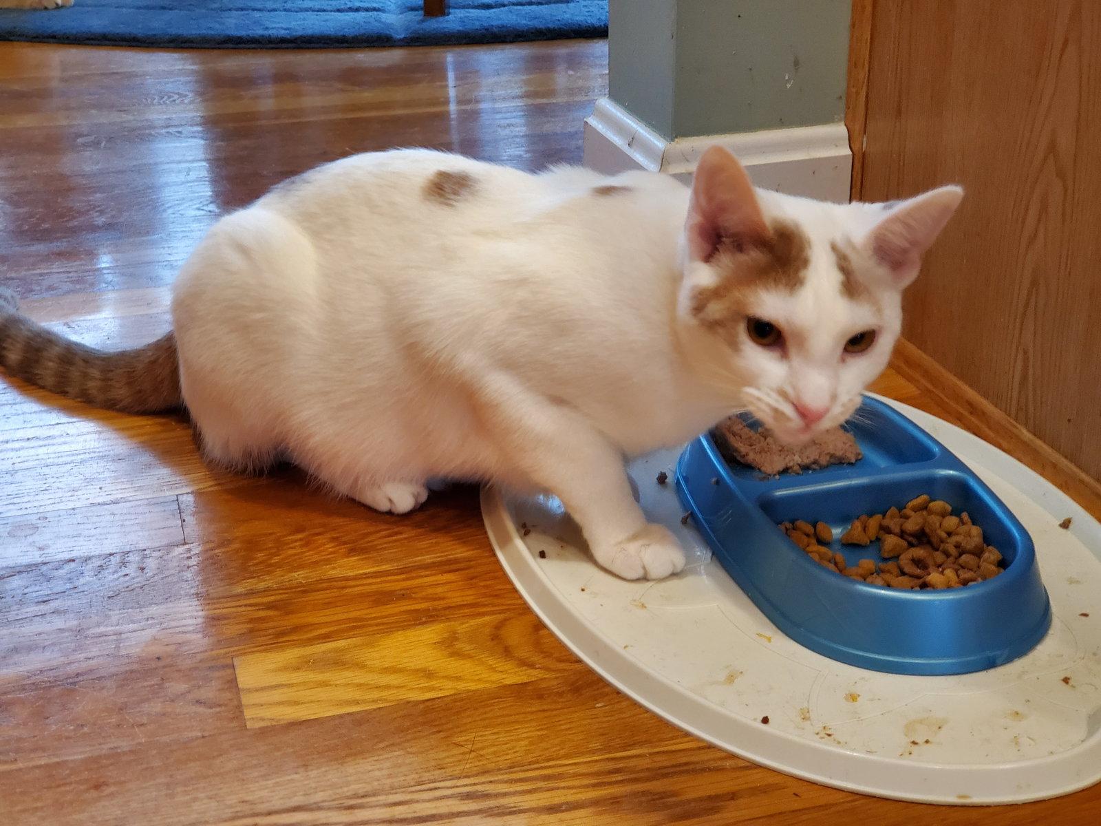 Magical (Gigi), Adoptable, Kitten Female Domestic Short Hair.