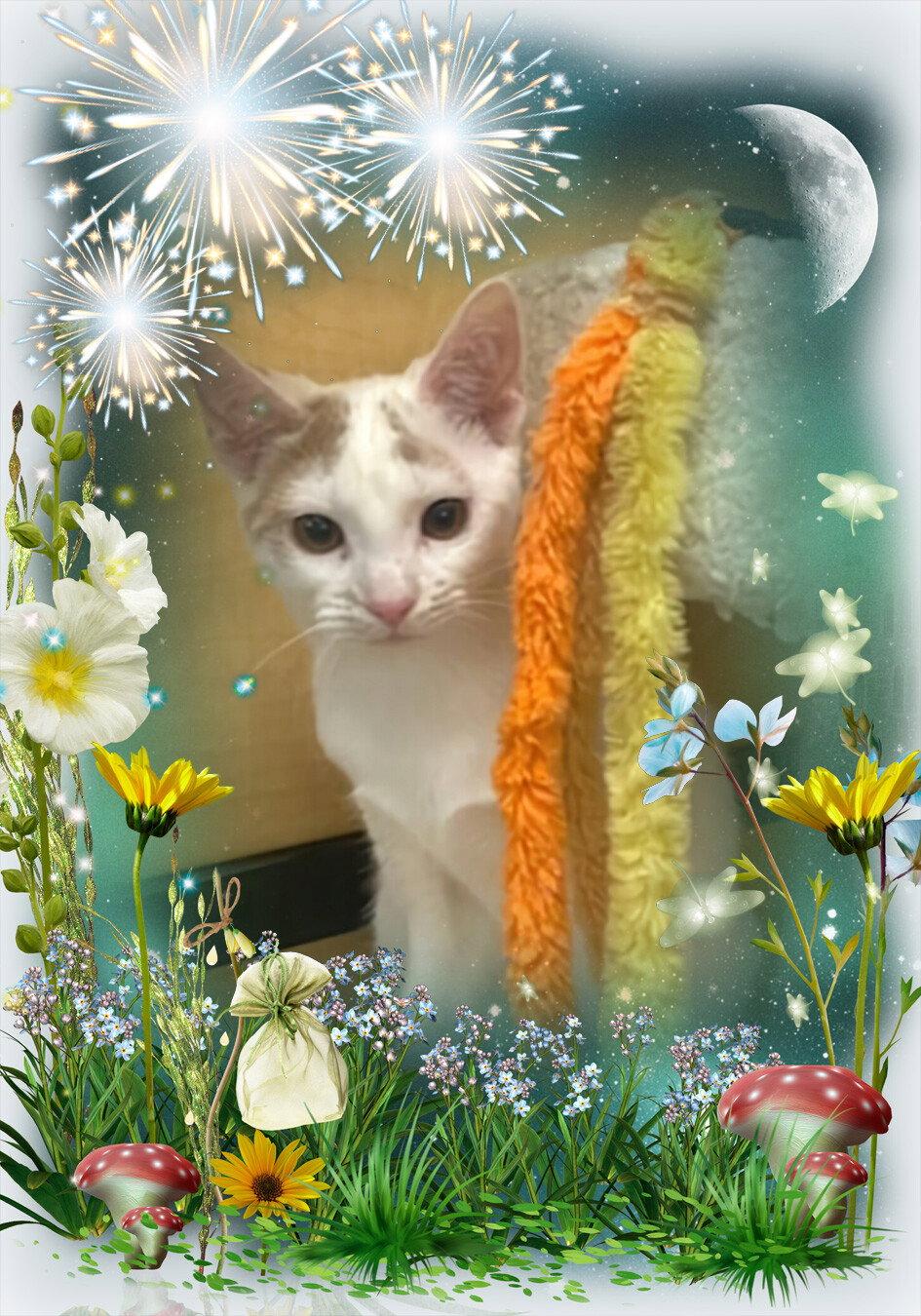 Enlarge Magical (Gigi), a Adoptable Domestic Short Hair in Cincinnati, OH image 2/3