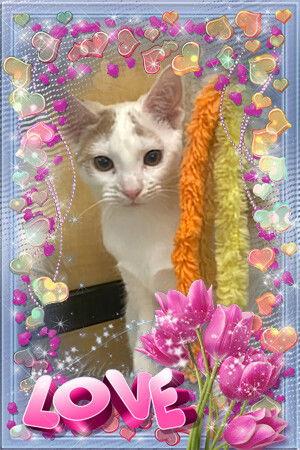 Magical — thumbnail 3