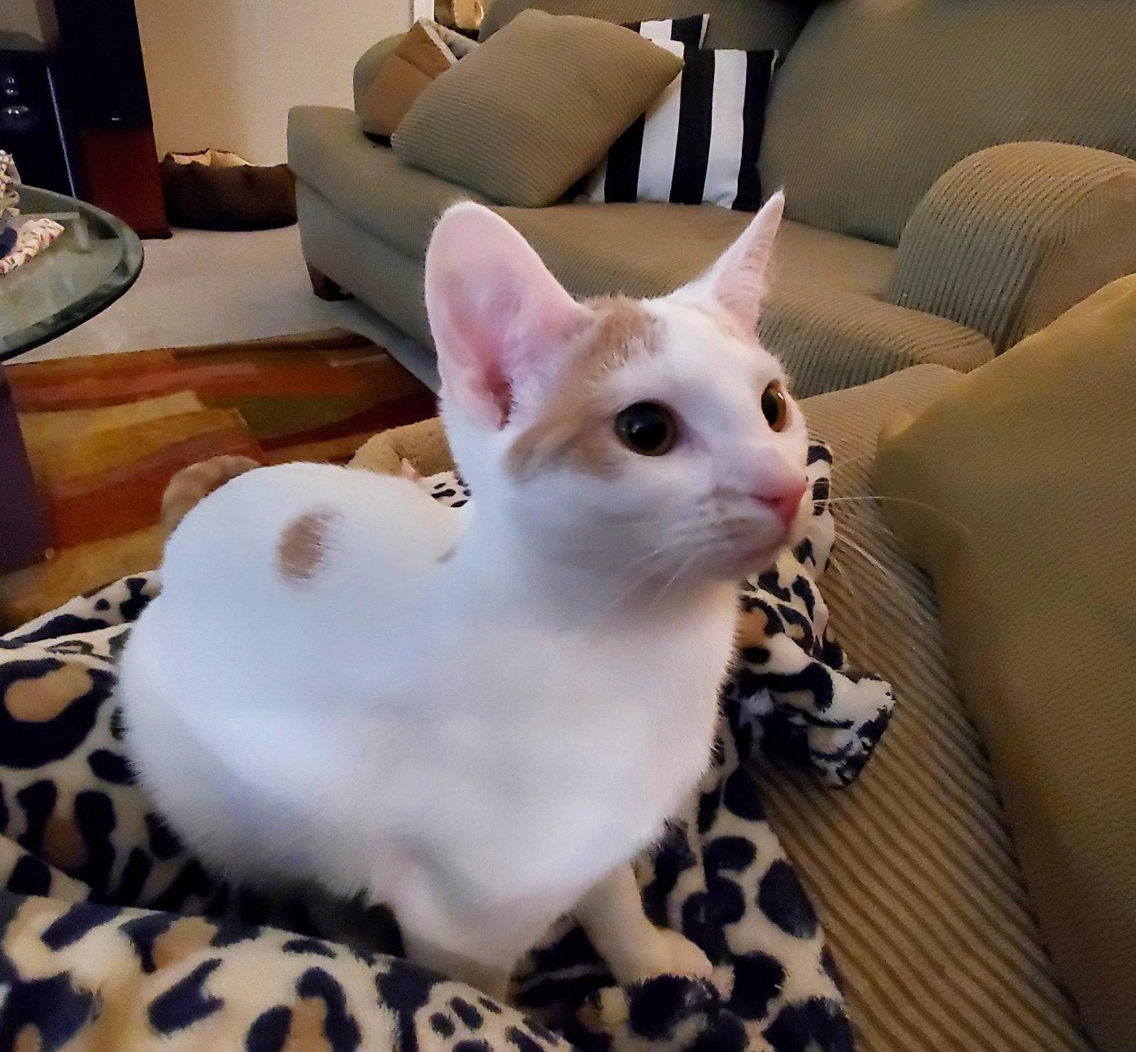 Enlarge Magical (Gigi), a Adoptable Domestic Short Hair in Cincinnati, OH image 3/3