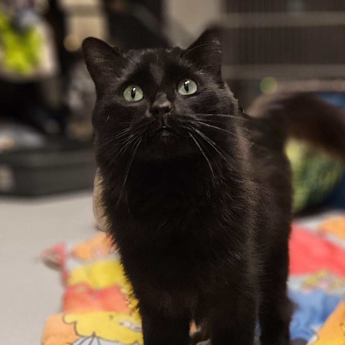 Enlarge Ming, a Adoptable Domestic Long Hair in Endicott, NY image 4/4