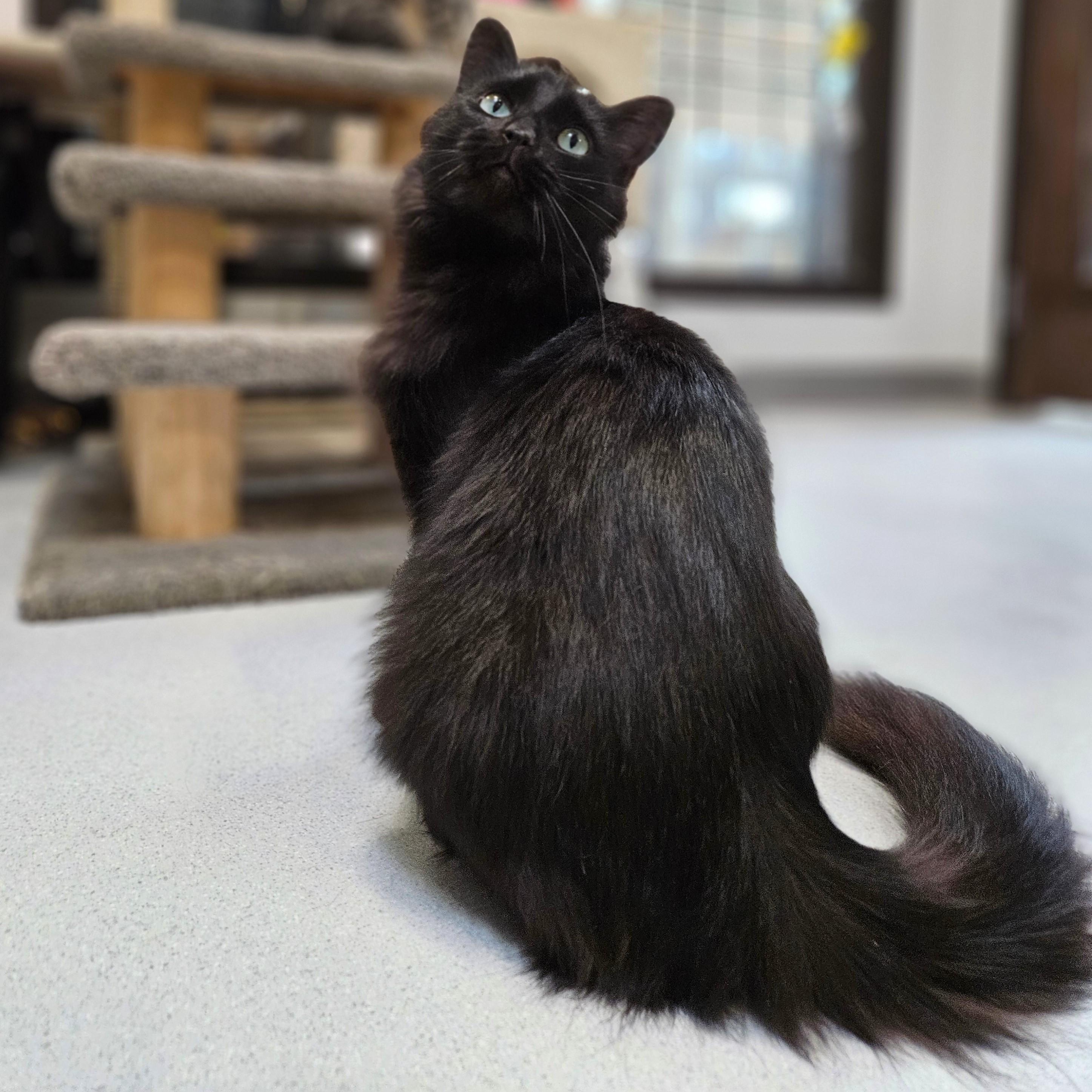Ming, Adoptable, Adult Female Domestic Long Hair.