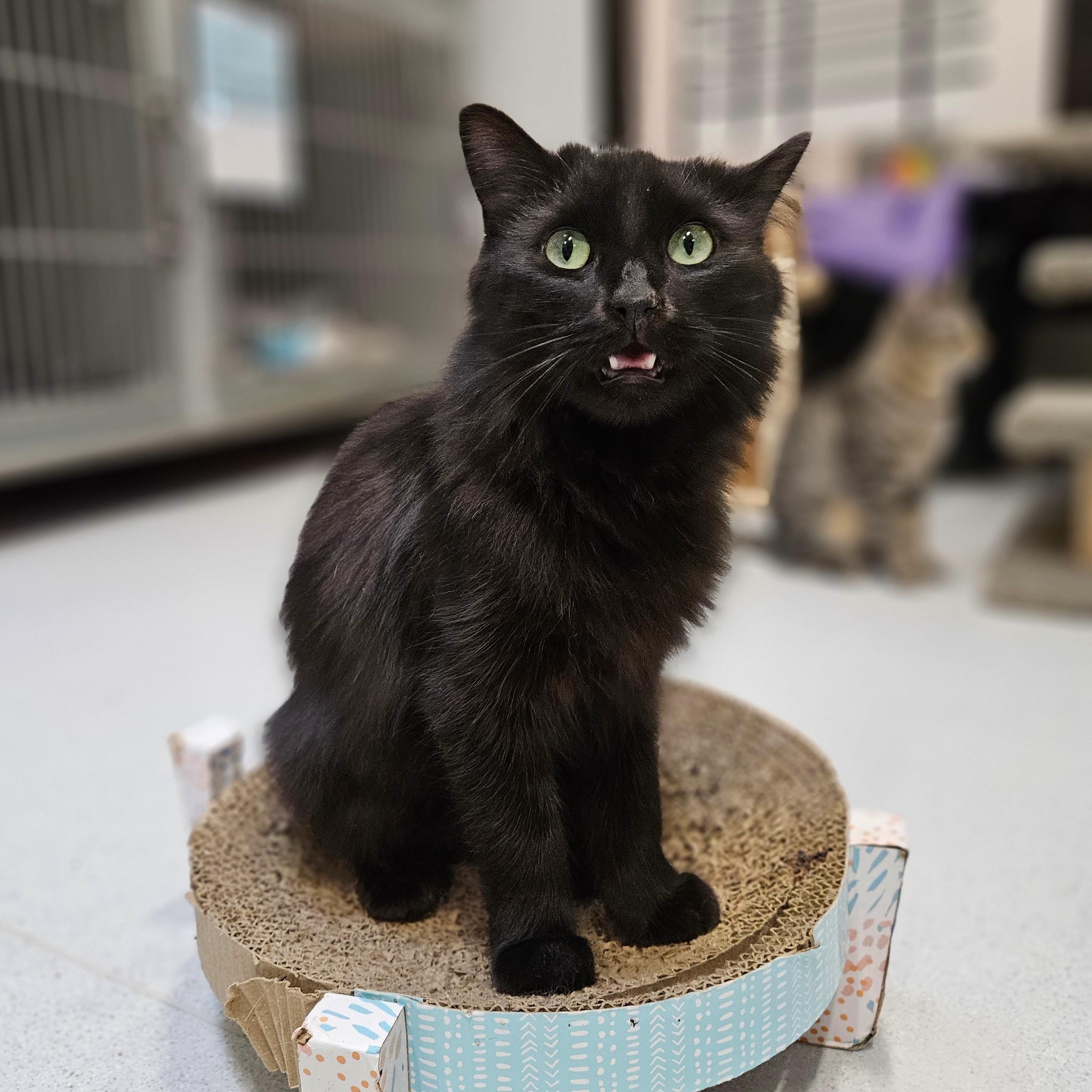 Enlarge Ming, a Adoptable Domestic Long Hair in Endicott, NY image 3/4